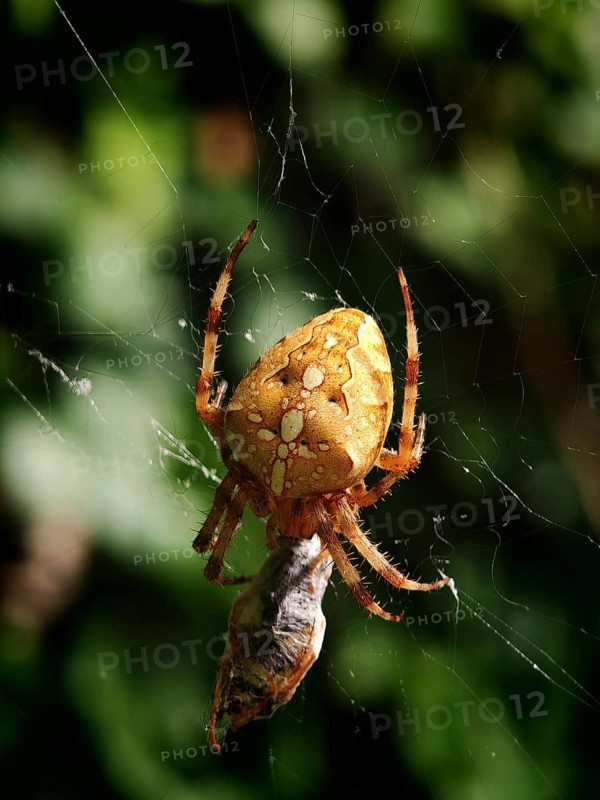 Garden cross spider (araneus diadematus) in a web with prey, yellowish-brown in the shade of the forest, Rennsteig, Franconian Forest nature park Park, Germany