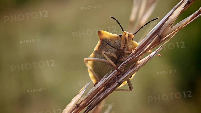 A bug (Heteroptera) sitting on a blade of grass in a natural environment, Rennsteig, Franconian Forest nature park Park, Germany