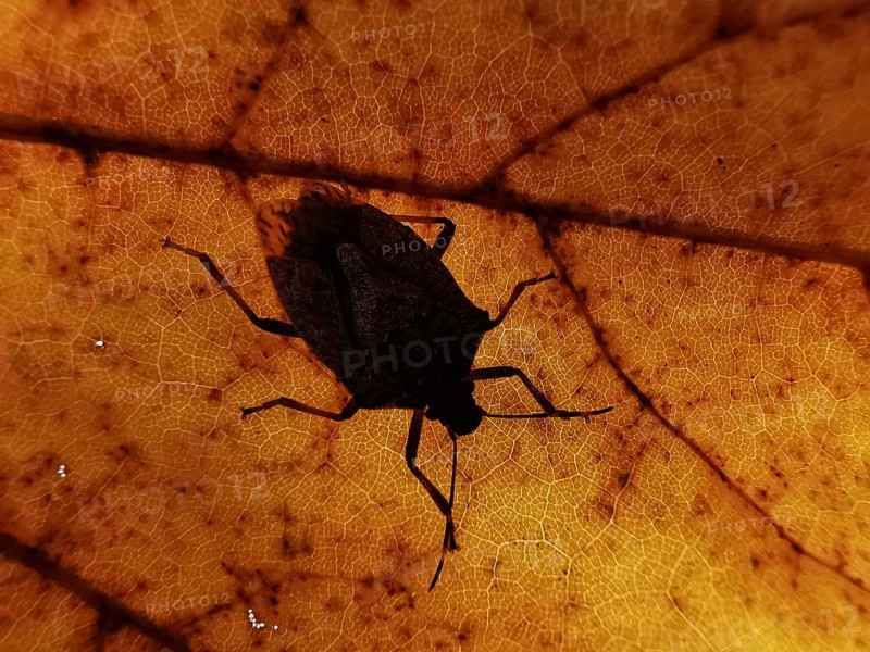 Close-up of a bug (Heteroptera) as a shadow on an orange-coloured leaf, the leaf structures are clearly visible, Berlin