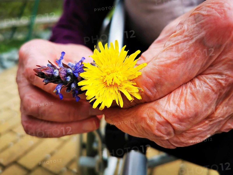 Old hands hold a yellow dandelion and a purple lavender flower, elderly woman is happy to receive flowers in an old people's home, Germany