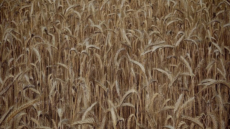 Dense golden wheat field that is about to be harvested, Frankenwald nature park Park, Germany