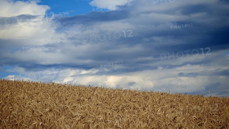 Wheat field under cloudy blue sky, Frankenwald nature park Park, Germany