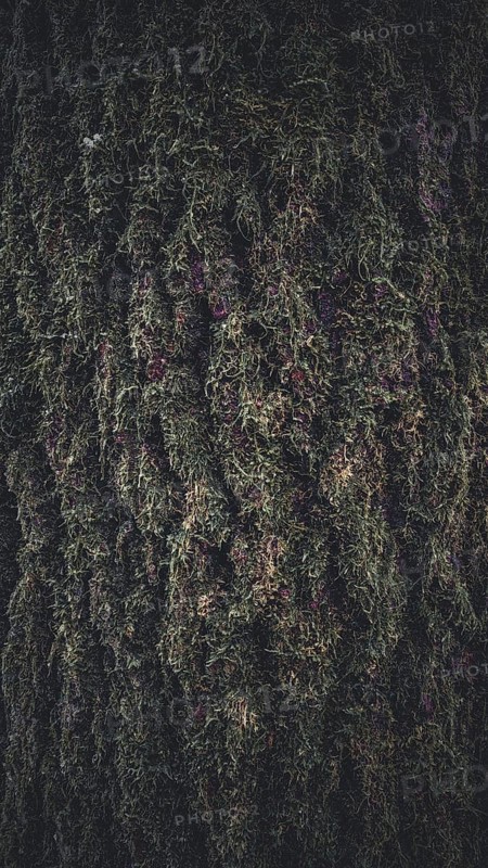 Close-up of tree bark with moss growth and natural texture, Frankenwald nature park Park, Germany