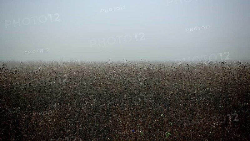 Cloudy meadow conveys a gloomy and melancholy atmosphere, Frankenwald nature park Park, Germany