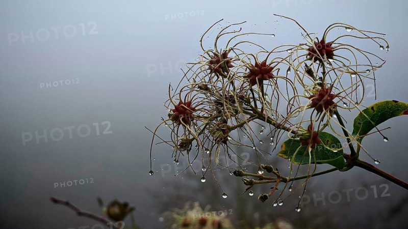 A branch with clematis blossoms and raindrops in a foggy atmosphere, Frankenwald nature park Park, Germany