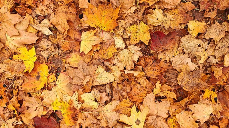 Dried autumn leaves in shades of warm yellow, orange and brown form a pattern, Frankenwald nature park Park, Germany