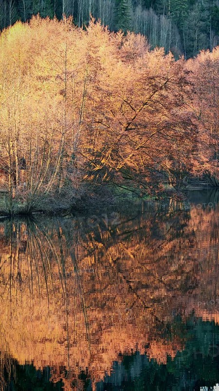 Autumn trees are reflected in a quiet lake, surrounded by forest and intense shades of orange, Frankenwald nature park Park, Upper Franconia, Germany