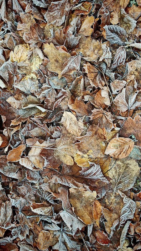 Frozen autumn leaves in various shades of brown, covered with a thin layer of frost, Höllental, Frankenwald nature park Park, Germany
