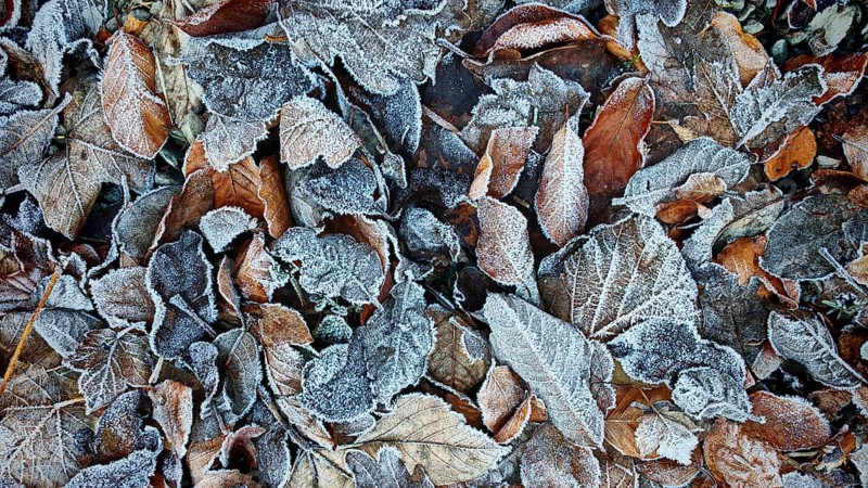 Frozen, frost-covered autumn leaves in natural surroundings, Höllental, Frankenwald nature park Park, Germany