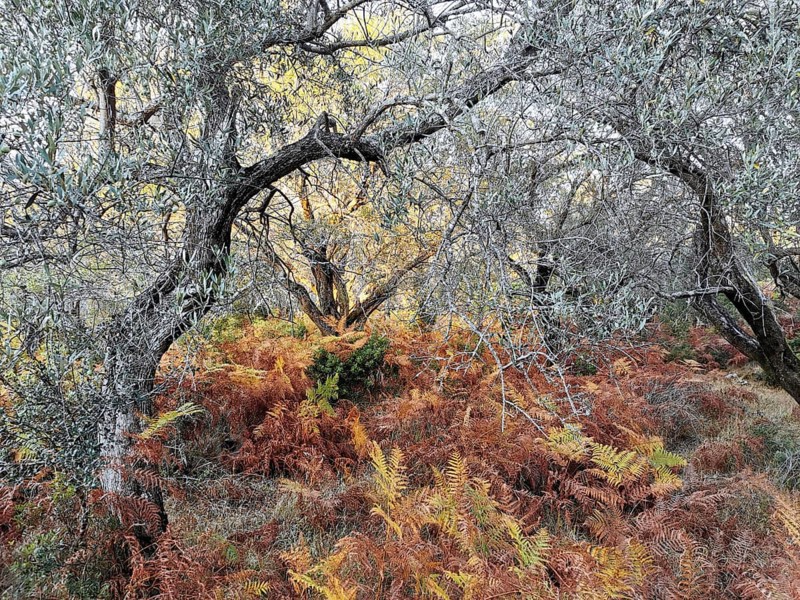 Autumn forest landscape with ferns and trees in warm colors, Dhermi, Albania