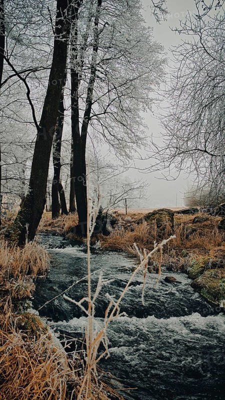 A small river flows through a frosty forest with bare trees, Rennsteig, Frankenwald nature park Park, Germany