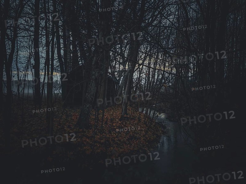 A gloomy forest with a hut and a small stream and leaves on the ground, surrounded by fog, Frankenwald nature park Park, Germany