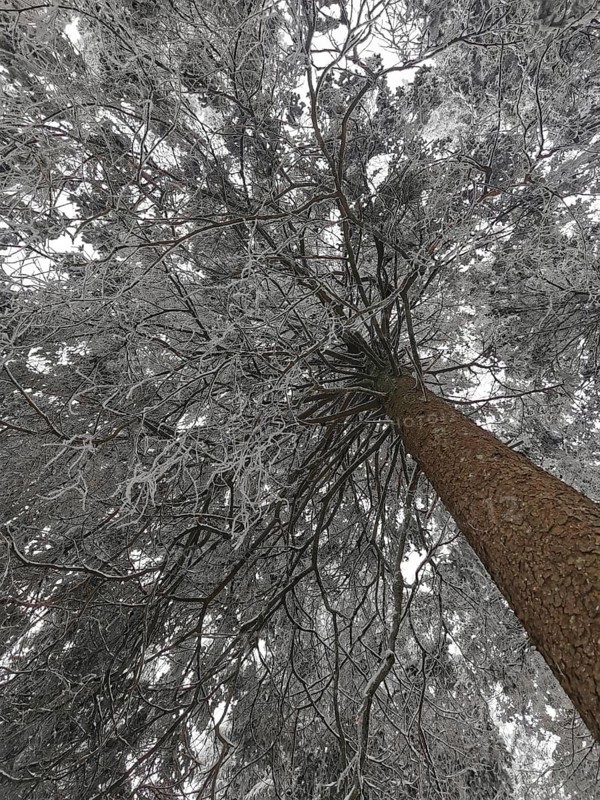 Snow-covered tree with frosty branches, seen from below, cold and calm winter atmosphere, Fichtelgebirge, Germany