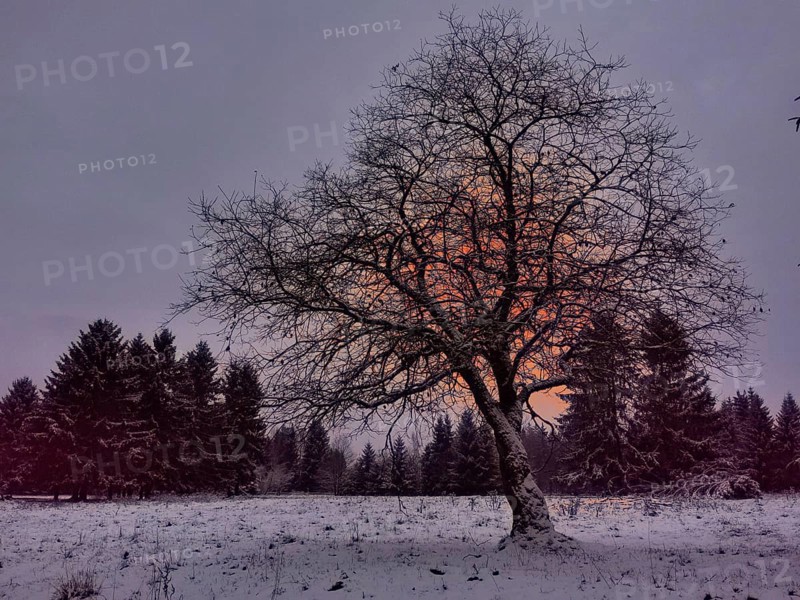 A single tree stands in a snowy landscape in front of a forest at sunset, Rennsteig, Thuringian Forest, Germany