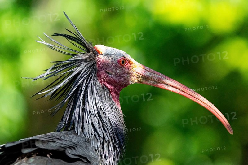 Northern Bald Ibis (Geronticus eremita) Captive Germany
