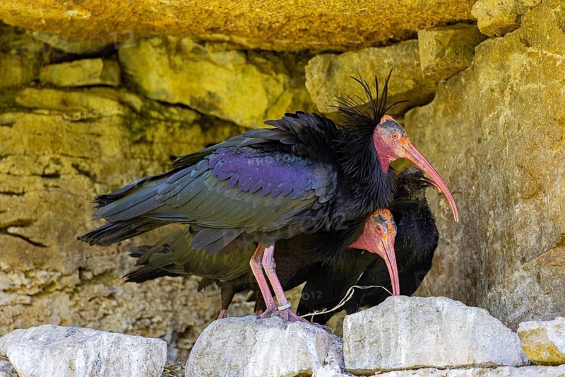 Northern Bald Ibis (Geronticus eremita) with young bird at the nest Captive Germany