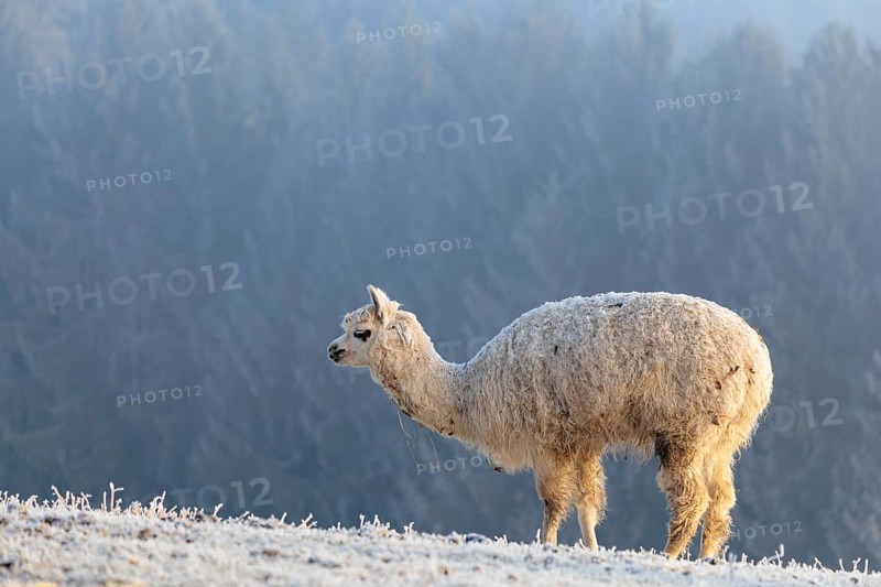 Alpaca (Vicugna pacos), white animal, adult animal, female animal, standing, frost-covered meadow, hilly terrain, forest, fog, winter, snow, minus 15 °C, farm animal, Slovakia