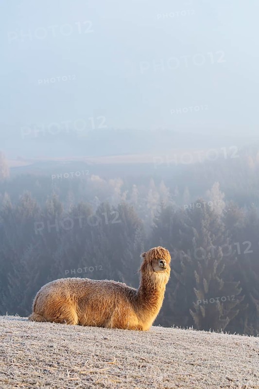 Alpaca (Vicugna pacos), white animal, adult animal, female animal, resting, frost-covered meadow, hilly terrain, forest, fog, winter, snow, minus 15 °C, farm animal, Slovakia