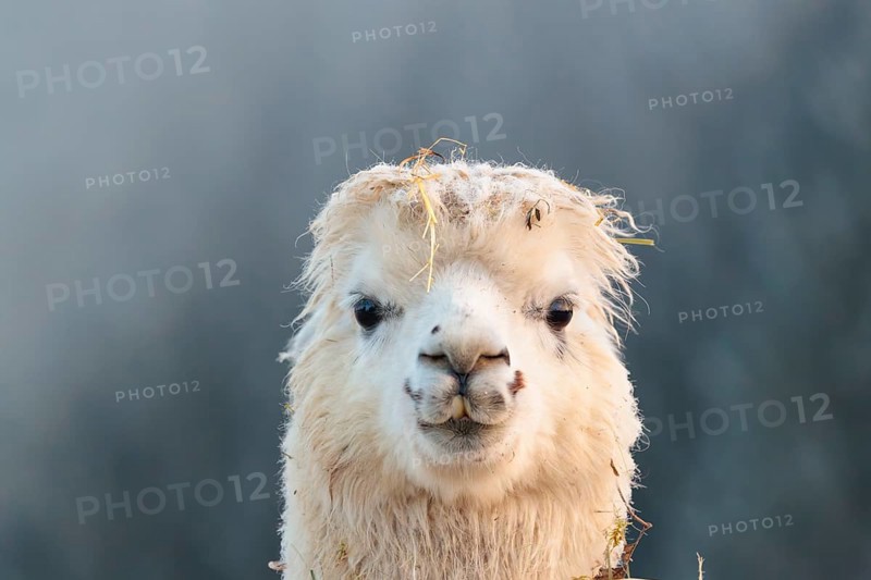 Alpaca (Vicugna pacos), frontal portrait, white animal, adult animal, female animal, winter, minus 15 °C, farm animal, Slovakia
