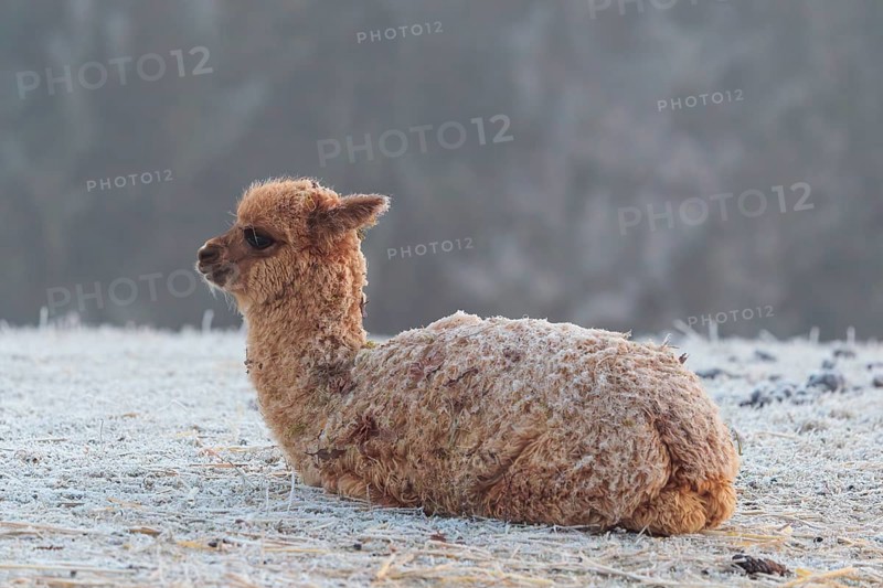 Alpaca (Vicugna pacos), brown, Young animal, lying, resting, frost-covered meadow, hilly terrain, winter, snow, minus 15 °C, farm animal, Slovakia
