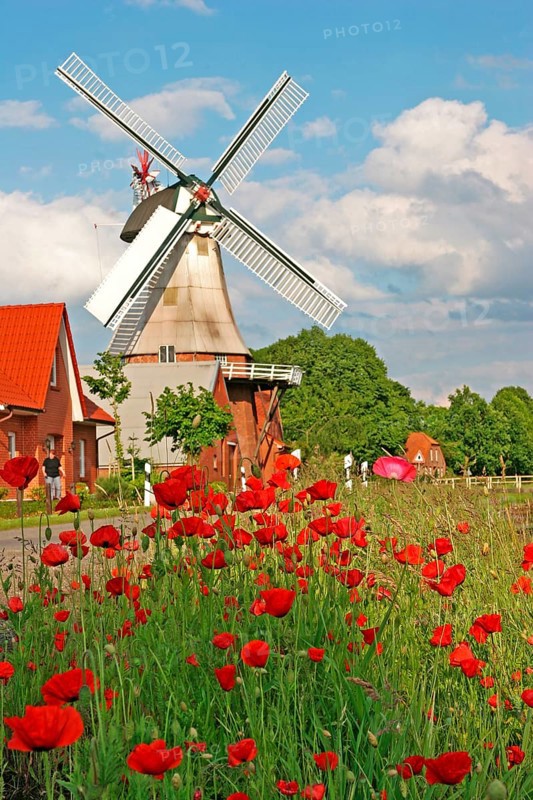 Poppy meadow, East Frisian windmill, historic mill, gallery Dutch, Hauptwieke, Warsingsfehn, Moormerland, East Frisia, Germany