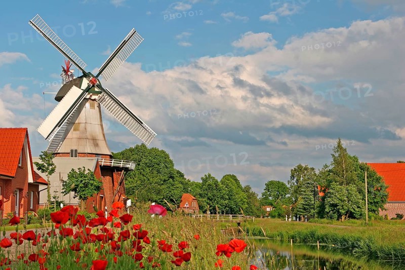 Poppy meadow, East Frisian windmill, historic mill, gallery Dutch, Hauptwieke, Warsingsfehn, Moormerland, East Frisia, Germany