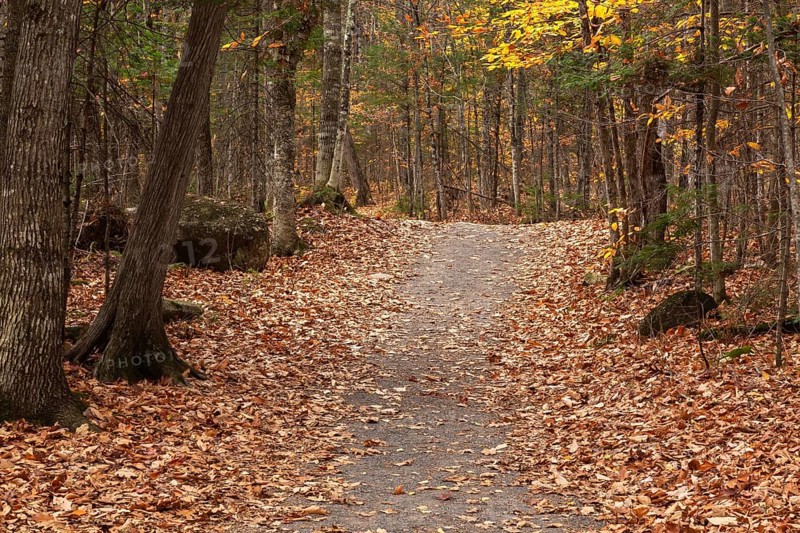 Compacted dirt hiking trail through forest of mixed deciduous and evergreen trees in autumn, Quebec, Canada