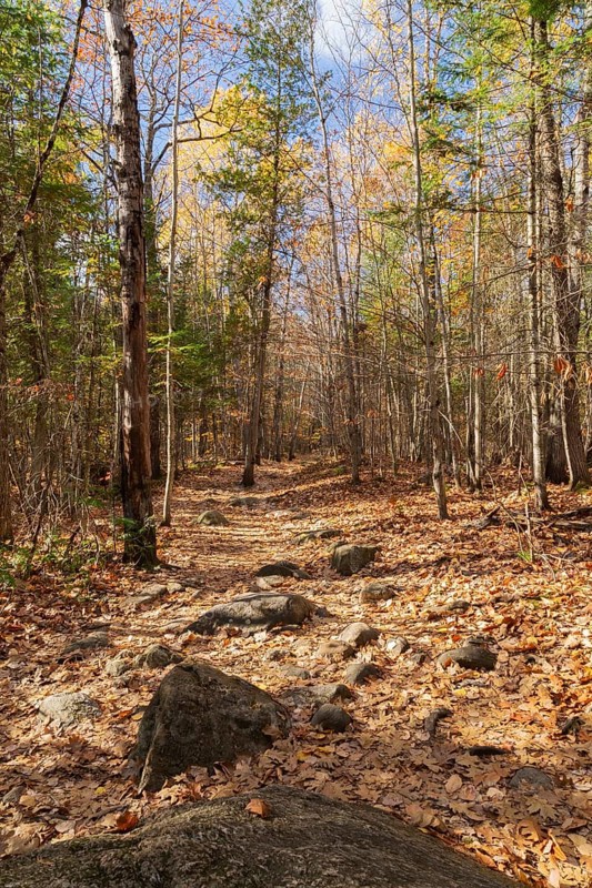 Hiking trail covered with rocks and fallen leaves through forest of mixed deciduous and evergreen trees bathed in dabbled sunlight in autumn, Quebec, Canada