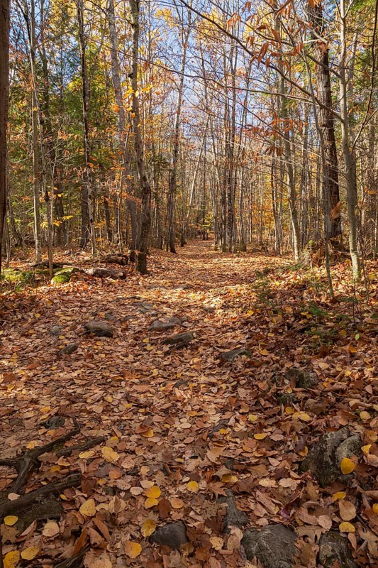 Hiking trail covered with fallen leaves and rocks through forest of mixed Betula - Birch and Acer - Maple trees in autumn, Quebec, Canada