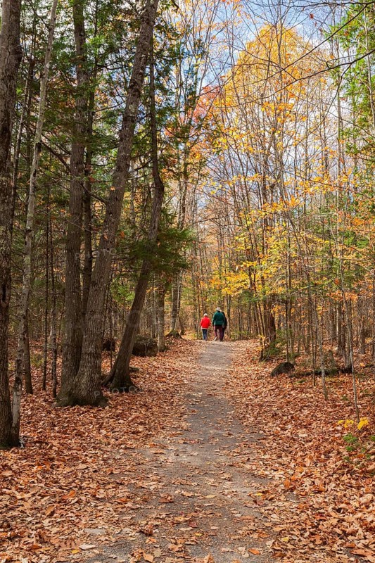 Group of three hikers walking on compacted dirt hiking trail through forest of mixed evergreen and deciduous trees in autumn, Quebec, Canada