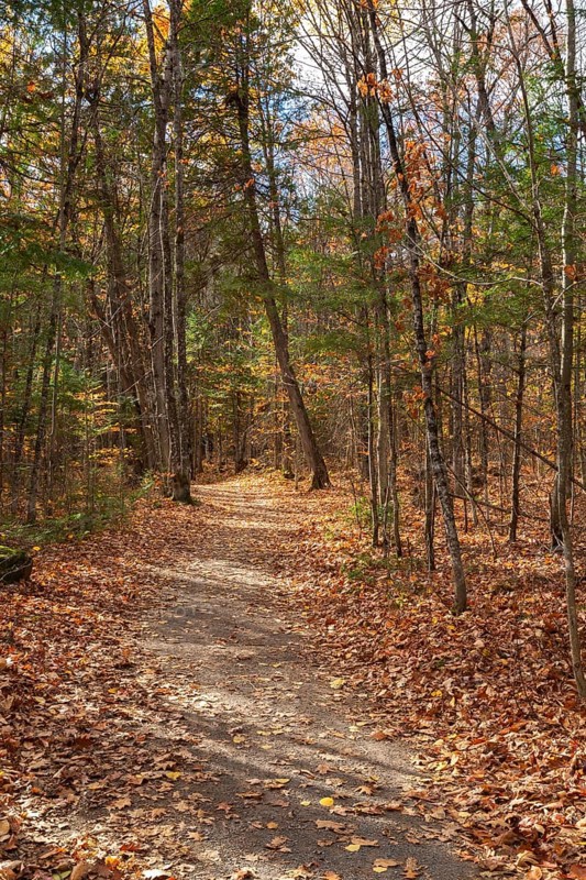 Compacted dirt hiking path through forest of mixed deciduous and evergreen trees in autumn, Quebec, Canada