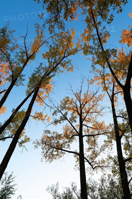 Low angle view of tall backlit silhouetted Populus deltoides - Eastern Cottonwood trees with green, orange yellow leaves in autumn, Ile des Moulins, Old Terrebonne, Quebec, Canada