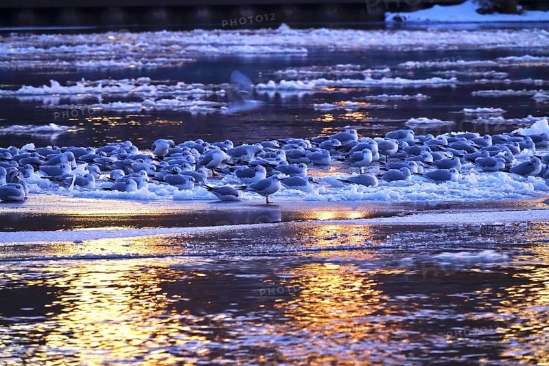 Elbe with ice floes, seagulls, winter, Dresden, Saxony, Germany
