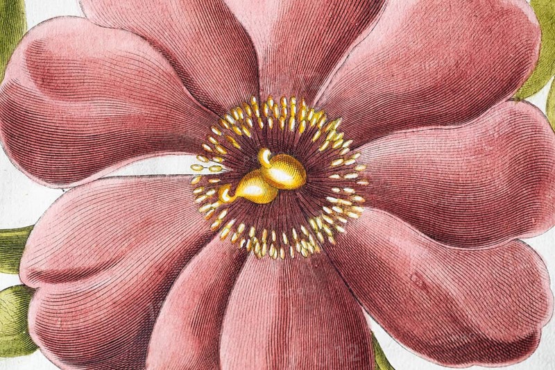 Flower, large-leaved peony (Peonia Mascula), hand-coloured copperplate engraving from the Hortus Eystettensis, plant book by the Nuremberg apothecary Basilius Besler, Renaissance, Eichstädt, 1613