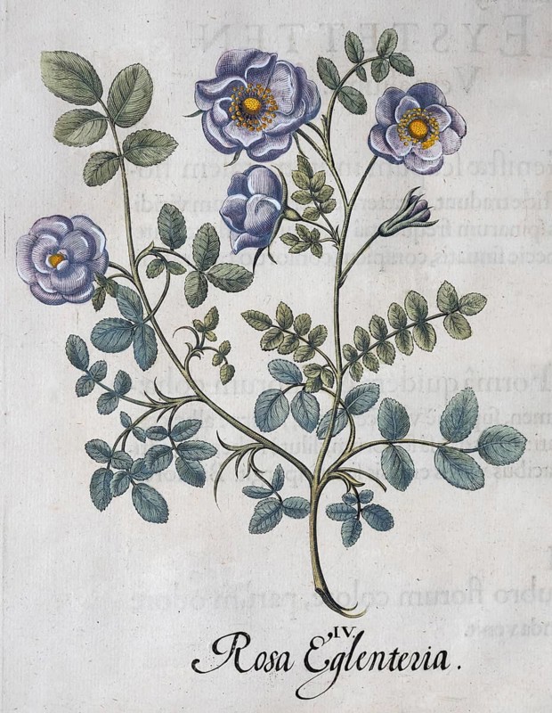 Wine rose (Rosa Rubiginosa), hand-coloured copperplate engraving from the Hortus Eystettensis, plant book by the Nuremberg apothecary Basilius Besler, Renaissance, Eichstädt, 1613