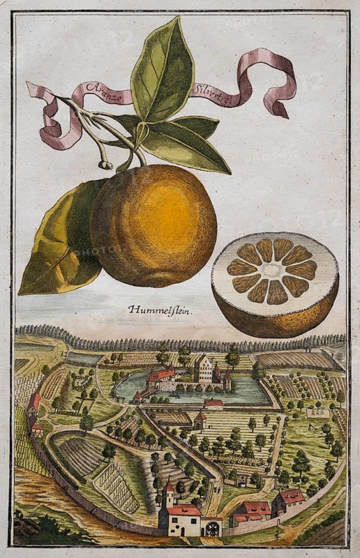 Orange on a branch, cut citrus fruit, baroque garden, landscape near Hummelstein, orangery culture, Nuremberg, copper etching by Johann Christoph Volkamer or Volckamer, from Nurembergian Hesperides or thorough description of the noble citronate, citrons, and bitter fruits, Nuremberg 1708, 1714