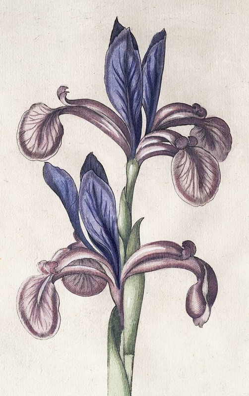 Siberian heavy lily (Iris Sibirica), hand-coloured copperplate engraving from the Hortus Eystettensis, plant book by the Nuremberg apothecary Basilius Besler, Renaissance, Eichstädt, 1613