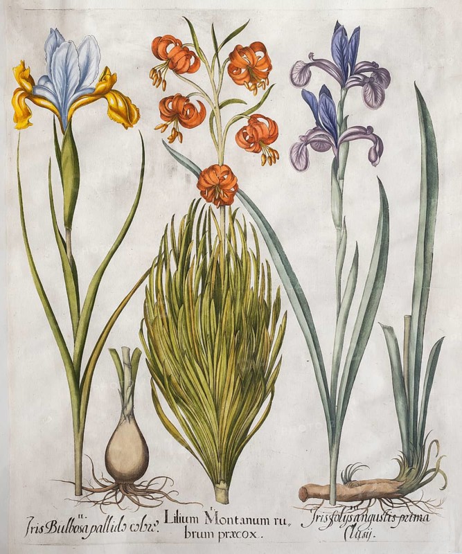 Siberian iris (Iris xiphium), turban lily (Lilium pomponium) and Siberian iris (Iris sibirica), hand-coloured copperplate engraving from the Hortus Eystettensis, plant book by the Nuremberg apothecary Basilius Besler, Renaissance, Eichstädt, 1613