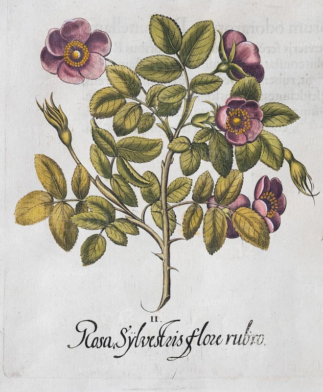 Dark pink dog rose (Rosa canina), hand-coloured copperplate engraving from the Hortus Eystettensis, plant book by the Nuremberg apothecary Basilius Besler, Renaissance, Eichstädt, 1613