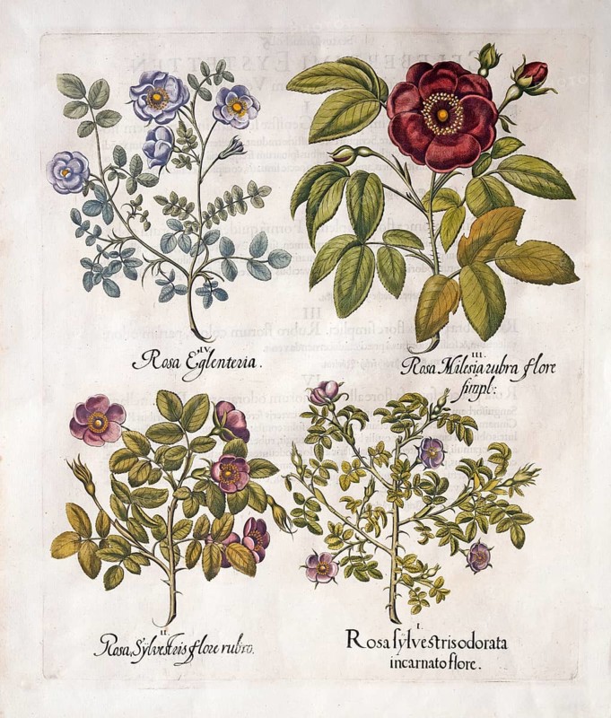 Wine rose (Rosa Rubiginosa), red vinegar rose (Rosa Gallica), dark pink dog rose (Rosa Canina), hand-coloured copperplate engraving from the Hortus Eystettensis, plant book by the Nuremberg apothecary Basilius Besler, Renaissance, Eichstädt, 1613