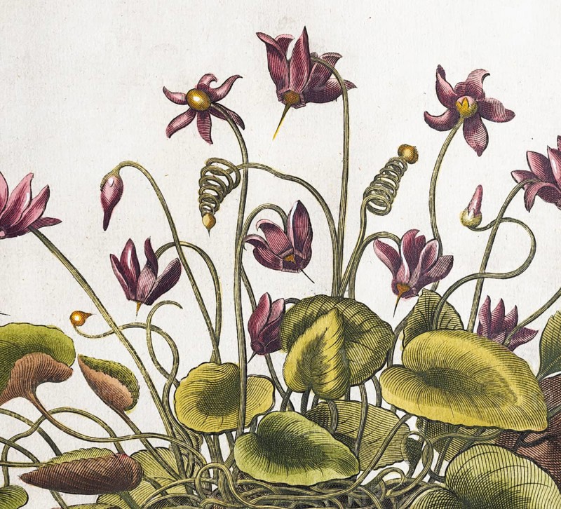 Cyclamen hederifolium (Cyclamen Hederifolium), hand-coloured copperplate engraving from the Hortus Eystettensis, plant book by the Nuremberg apothecary Basilius Besler, Renaissance, Eichstädt, 1613