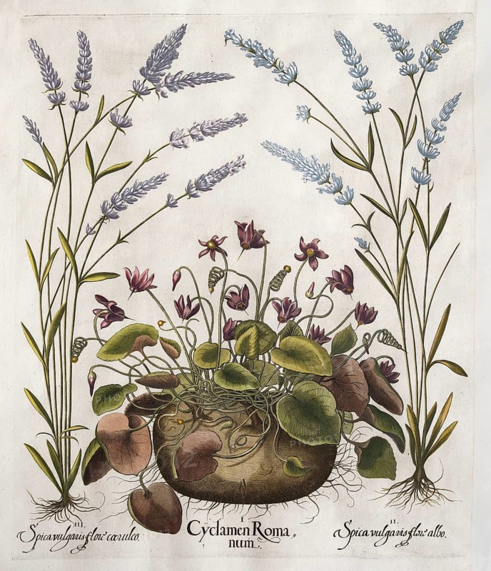 Large spike (Lavandula latifolia), Cyclamen hederifolium, hand-coloured copperplate engraving from the Hortus Eystettensis, plant book by the Nuremberg pharmacist Basilius Besler, Renaissance, Eichstädt, 1613