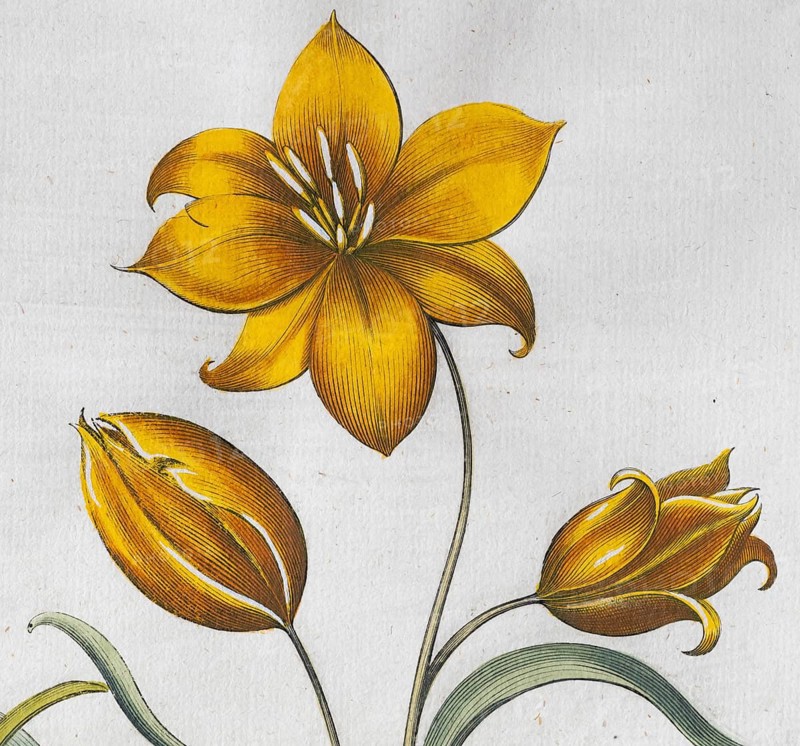 Wild tulip (Tulipa Sylvestris), hand-coloured copperplate engraving from the Hortus Eystettensis, plant book by the Nuremberg apothecary Basilius Besler, Renaissance, Eichstädt, 1613