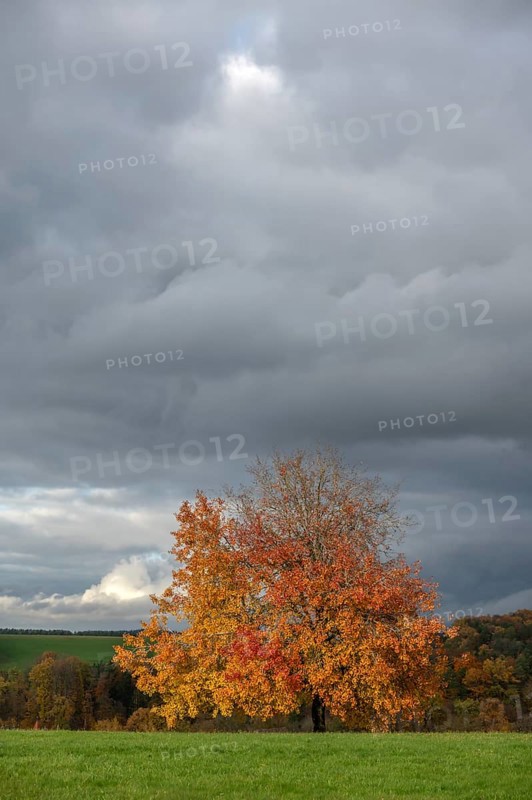 Tree in autumn colours, rain clouds (Nimbostratus), Neunhof near Lauf, Middle Franconia, Bavaria, Germany