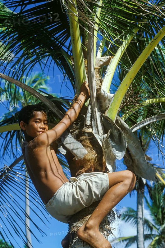 Boy on a coconut tree, Tavewa Island, Yasawa Islands, Fiji
