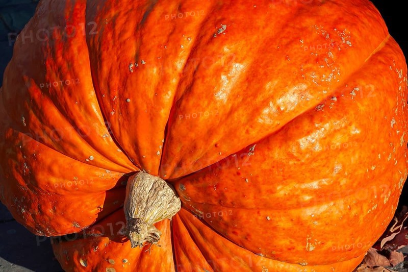 Close-up of large harvested orange Cucurbita - Pumpkin in autumn, Quebec, Canada