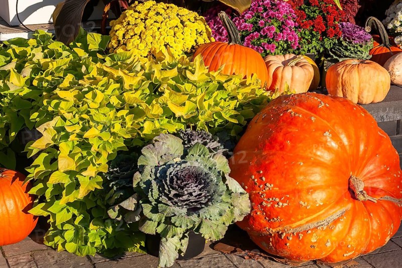 Still life display of assorted harvested Cucurbita - Pumpkins, Brassica - Ornamental Cabbage, Ipomoea batatas - Sweet Potato, Chrysanthemum flowers in autumn, Old Port of Montreal, Quebec, Canada