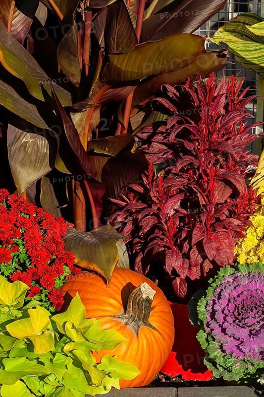 Still life display of harvested Cucurbita - Pumpkin, Brassica - Ornamental Cabbage, red Chrysanthemum, Amaranthus, Canna - Indian Shot in autumn, Old Port of Montreal, Quebec, Canada
