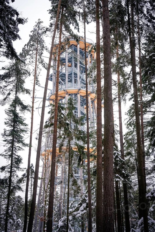 A treetop trail surrounded by snow-covered trees in the winter forest, Himmelsglück observation tower with Flying Fox, Schömberg, Black Forest, Germany