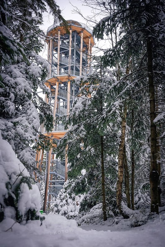 A snow-covered treetop trail rises between snow-covered trees, Himmelsglück observation tower with Flying Fox, Schömberg, Black Forest, Germany